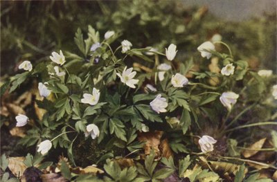 Fleurs sauvages : Anémone des Bois - Charles Essenhigh Corke