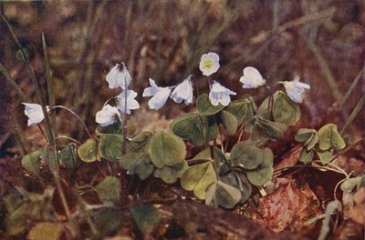 Fleurs sauvages : Oxalis petite oseille - Charles Essenhigh Corke