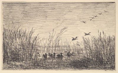 Canards dans les marais - Charles Francois Daubigny