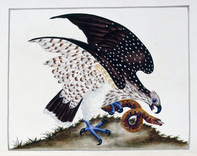 Oiseau de proie avec serpent, 1808-21 - Charles Hayes