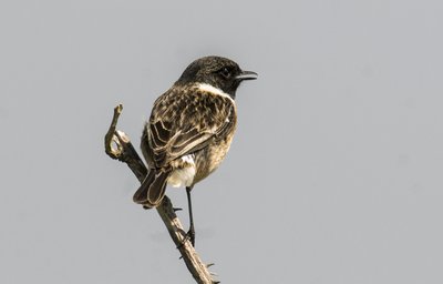 Saxicola torquata, Traquet pâtre - Augustus Kollner