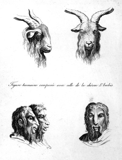 Similarités entre la tête d