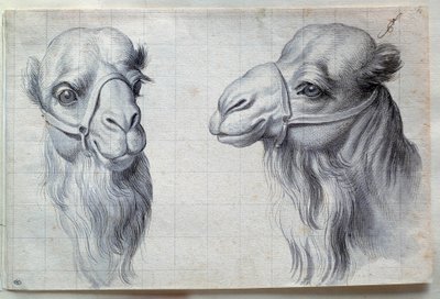 Études de deux têtes de chameau - Charles Le Brun