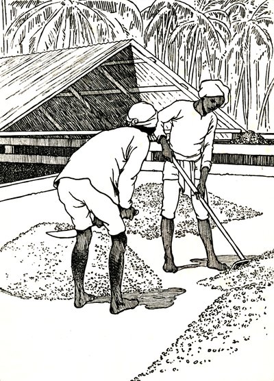 Séchage du cacao - Charles Robinson