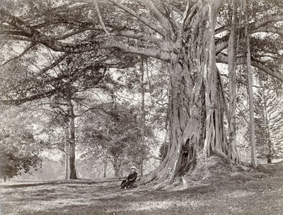 Un gentleman assis sous un grand arbre indigène au Ceylan britannique, maintenant appelé Sri Lanka, années 1880 - Charles T Scowen and Co