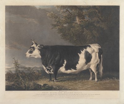 Jeune vache de race West Highland, Kyloe - Charles Turner