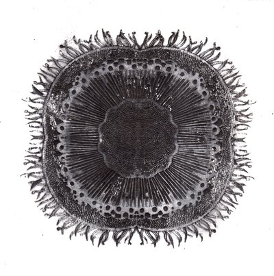 Cellules végétales, 2019 - Charlotte Orr