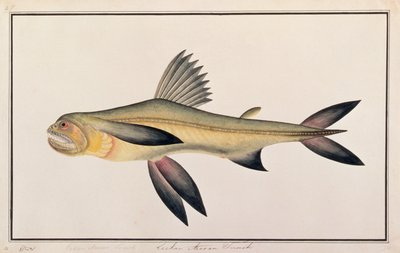 Bombay Duck, de dessins de poissons de Malacca, c.1805-18 - Chinese School
