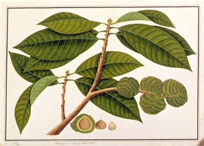 Brangam ou Châtaigne malaise, de Dessins de Plantes de Malacca, c.1805-18 - Chinese School