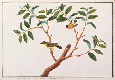Souimanga à gorge brune et souimanga à joues rubis, tiré de Dessins d