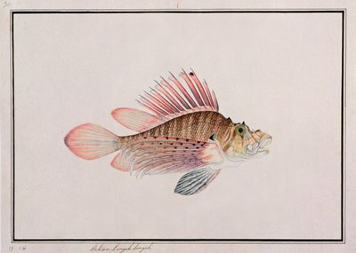 Eekan Linqah Singah, de dessins de poissons de Malacca, c.1805-18 - Chinese School