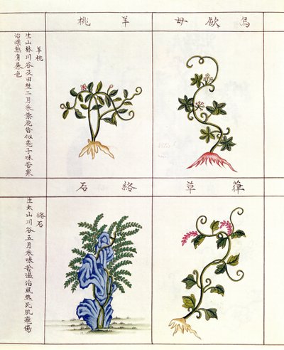 Quatre plantes d