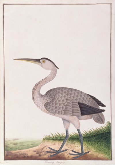 Héron cendré, de Dessins d