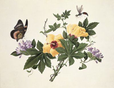 Hibiscus et papillon - Chinese School