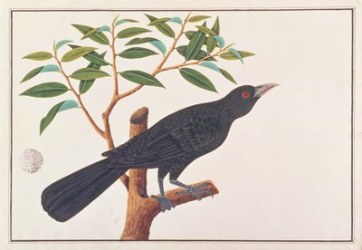 Koel, tiré de Dessins d