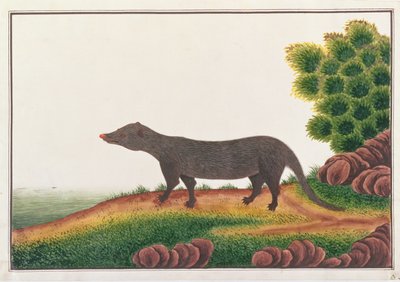 Mangouste, de Dessins d