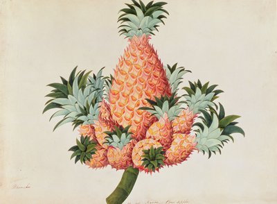 Nanas ou Ananas, de Dessins de Plantes de Malacca, c.1805-18 - Chinese School