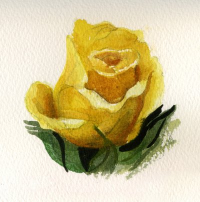 Rose jaune, 2009 (aquarelle sur papier) - Christian Furr