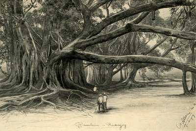 Arbres géants à Buitenzorg, Java, 1898 - Christian Wilhelm Allers