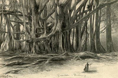 Arbres géants à Buitenzorg, Java - Christian Wilhelm Allers