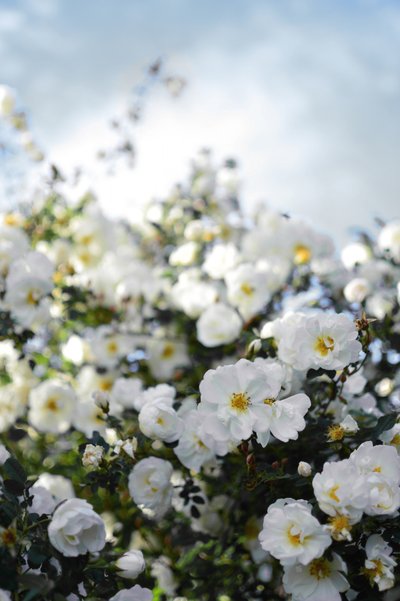Des roses blanches en fleurs - Christina Sillen