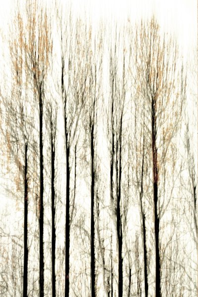Les limites floues de la forêt - Christina Sillen