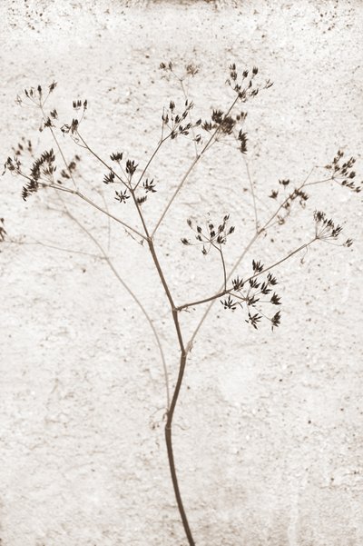 Plante séchée délicate - Christina Sillen