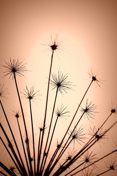 Silhouettes délicates et chaleureuses - Christina Sillen