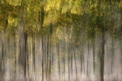 Une forêt d
