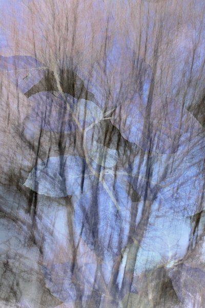 Une forêt bleue de rêve - Christina Sillen