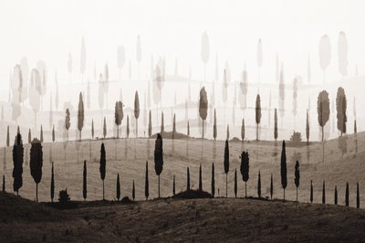 Les collines de Cypress, un véritable rêve - Christina Sillen