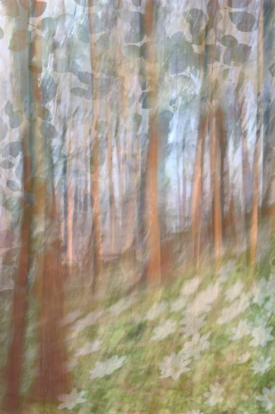 Fleur de la forêt enchantée - Christina Sillen