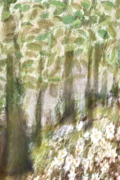 Fleurs de la forêt enchantée - Christina Sillen
