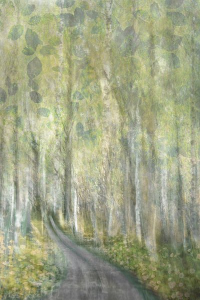 Sentier enchanteur dans la forêt - Christina Sillen