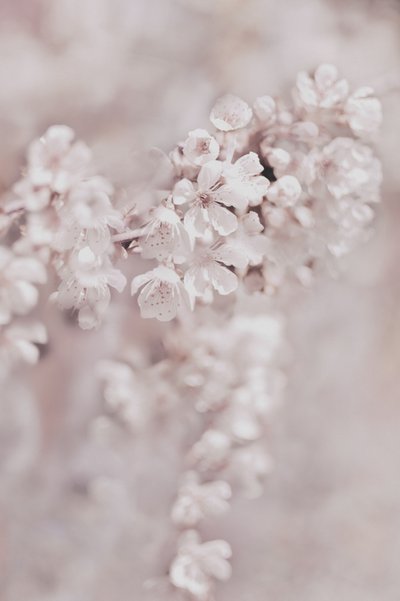 Fleurs roses de rêve - Christina Sillen