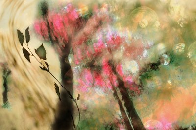 Un feuillage rose de rêve - Christina Sillen