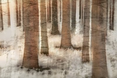 Une forêt hivernale de rêve - Christina Sillen