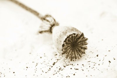 Capsule de pavot séchée - Christina Sillen
