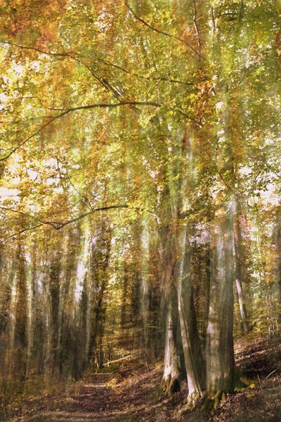 Le sentier de la forêt enchantée - Christina Sillen