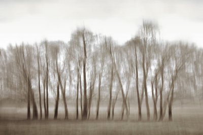 Arbres flous et éthérés - Christina Sillen