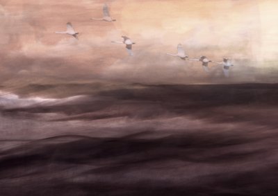 Le vol éthéré du cygne - Christina Sillen