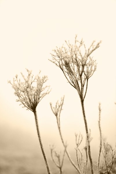 Plantes hivernales éthérées - Christina Sillen