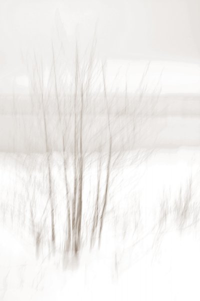 Une forêt hivernale éthérée - Christina Sillen