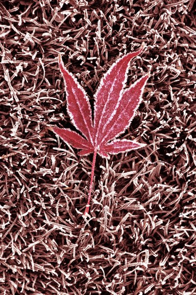Feuille d