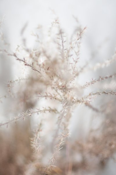 Plantes séchées délicates - Christina Sillen