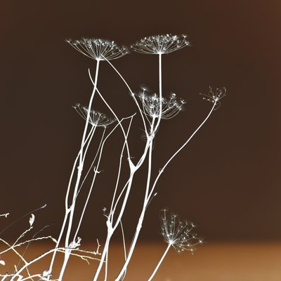 Formes végétales lumineuses - Christina Sillen