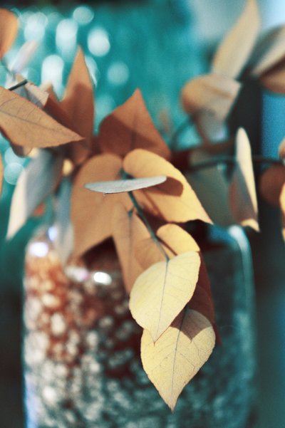 Feuilles d