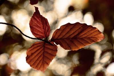 Feuilles d