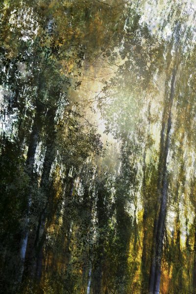 Lumière de la forêt dorée - Christina Sillen