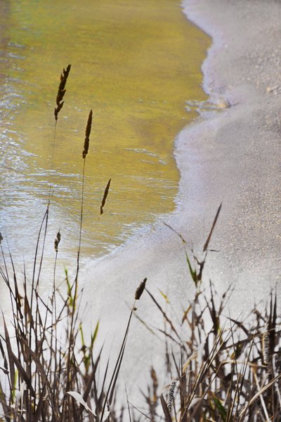 Golden Shore Reeds - Christina Sillen